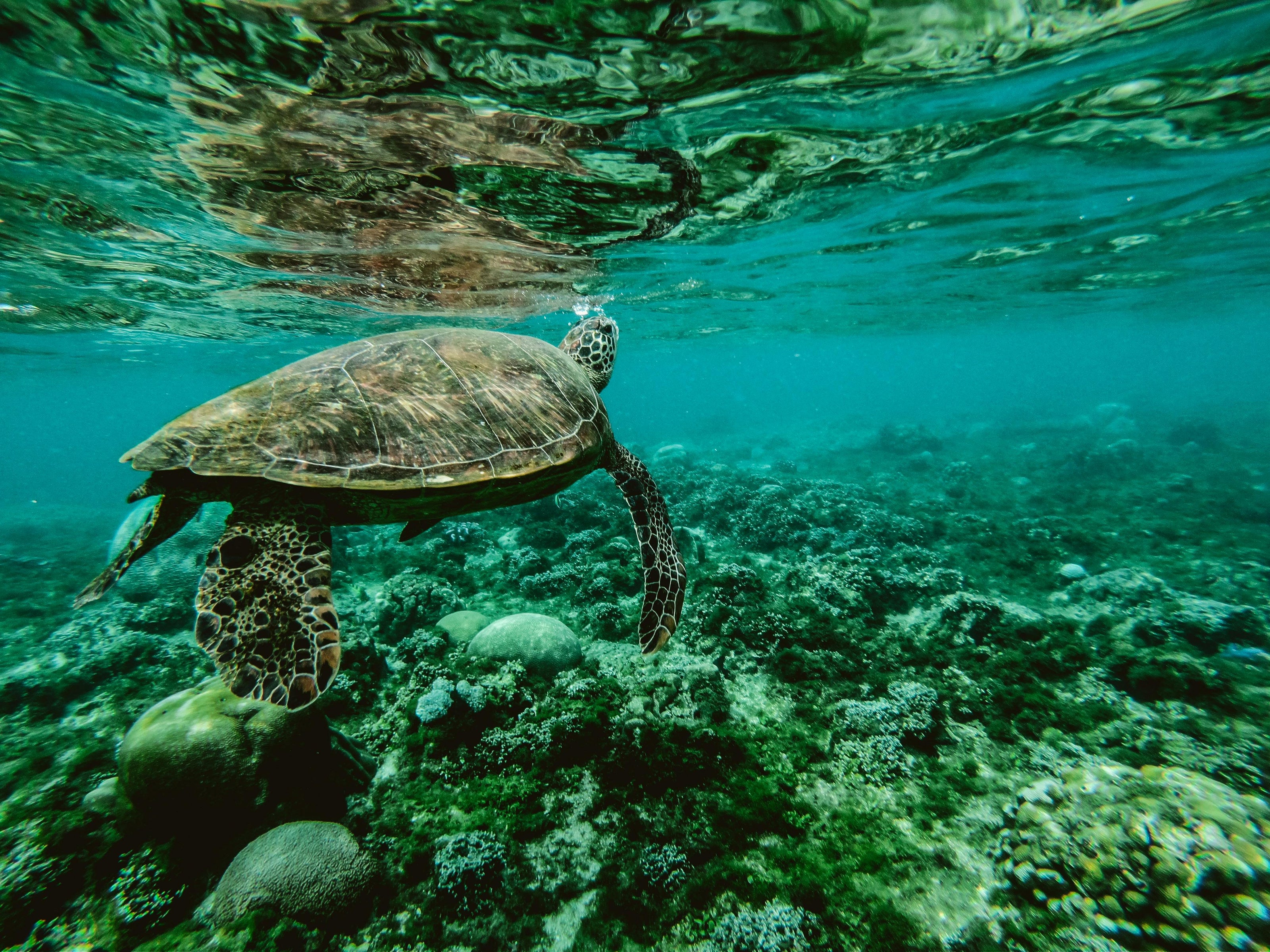 Una tortuga nadando en el arrecife de coral